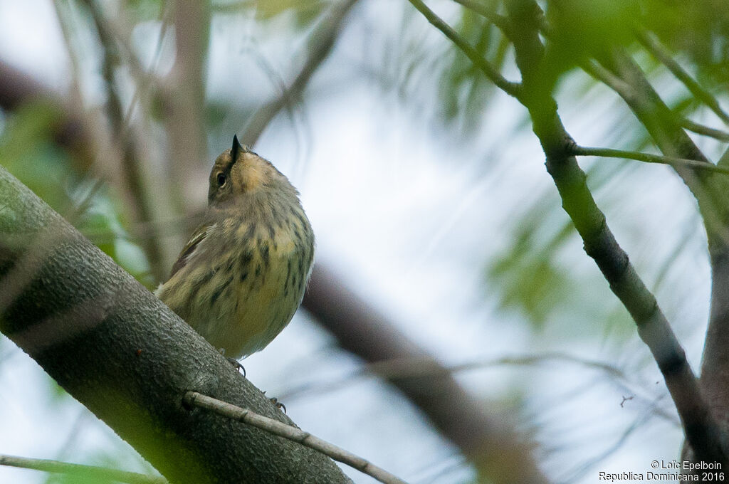 Cape May Warbler