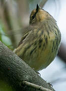 Cape May Warbler