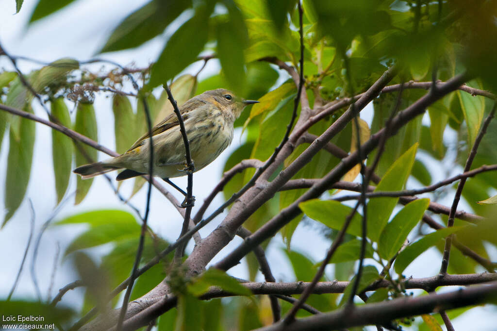 Cape May WarblerFirst year, identification