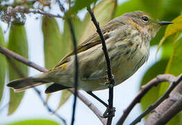 Cape May Warbler