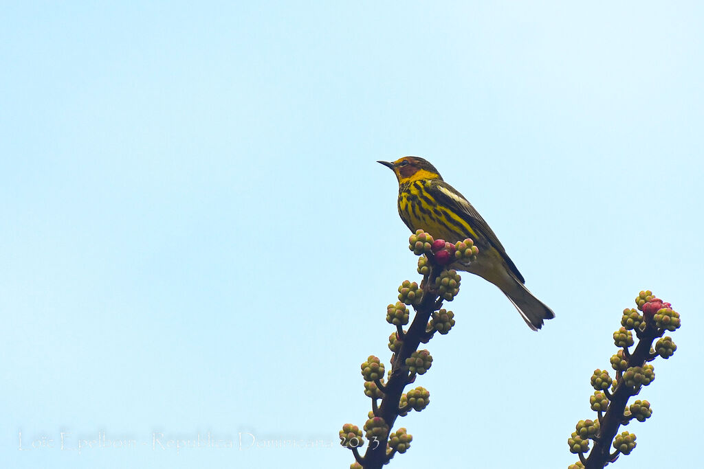 Cape May Warbler