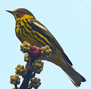 Cape May Warbler