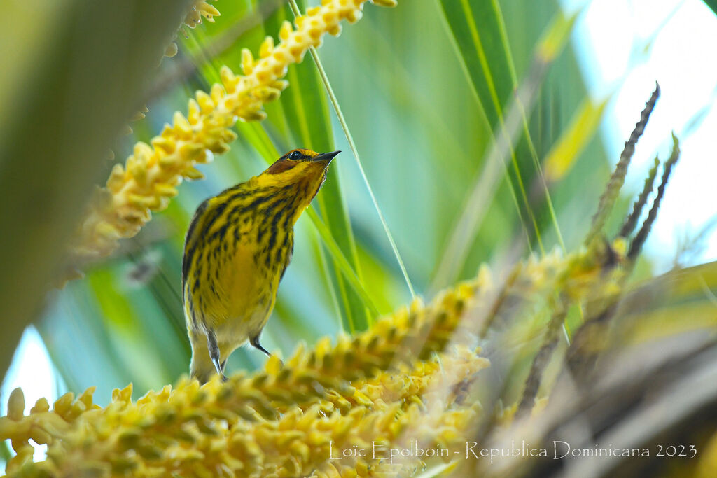 Cape May Warbler