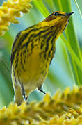 Cape May Warbler