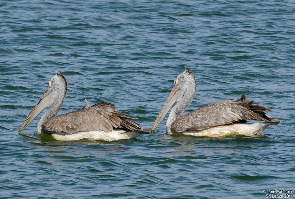 Spot-billed Pelican