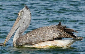 Spot-billed Pelican