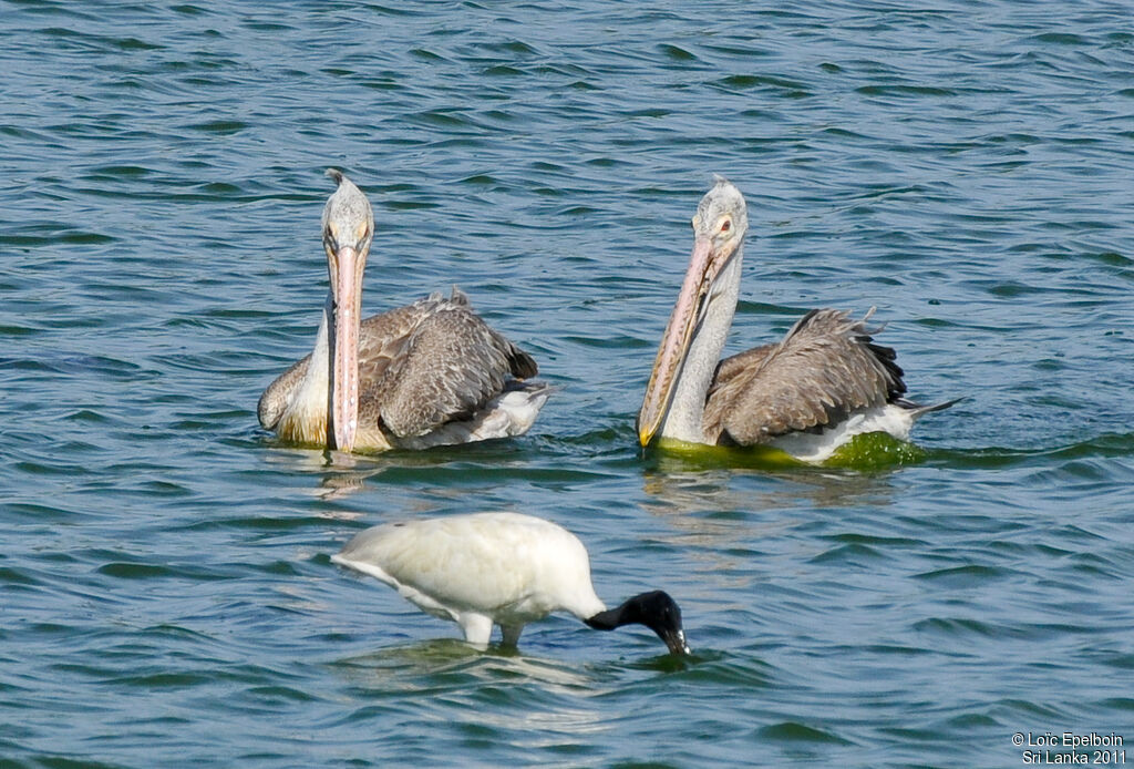 Pélican à bec tacheté