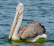 Spot-billed Pelican