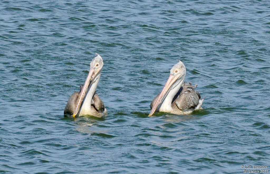 Spot-billed Pelican