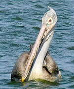 Spot-billed Pelican