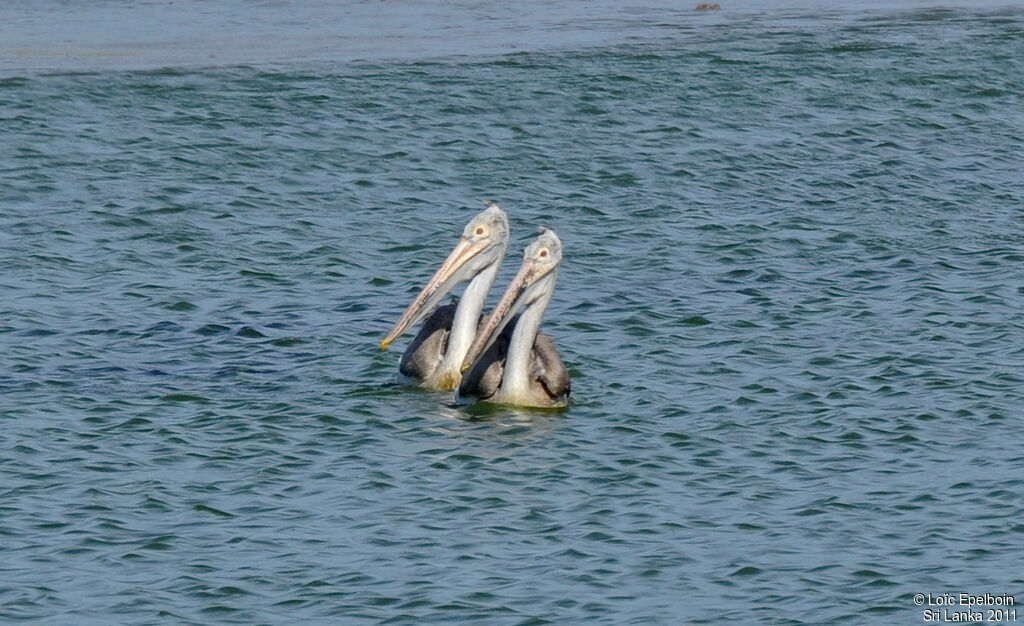 Spot-billed Pelican