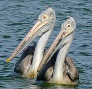 Spot-billed Pelican