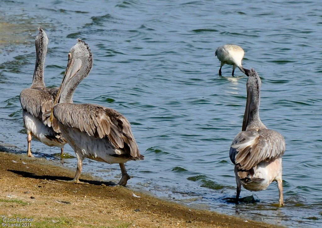 Pélican à bec tacheté