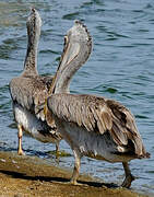 Spot-billed Pelican