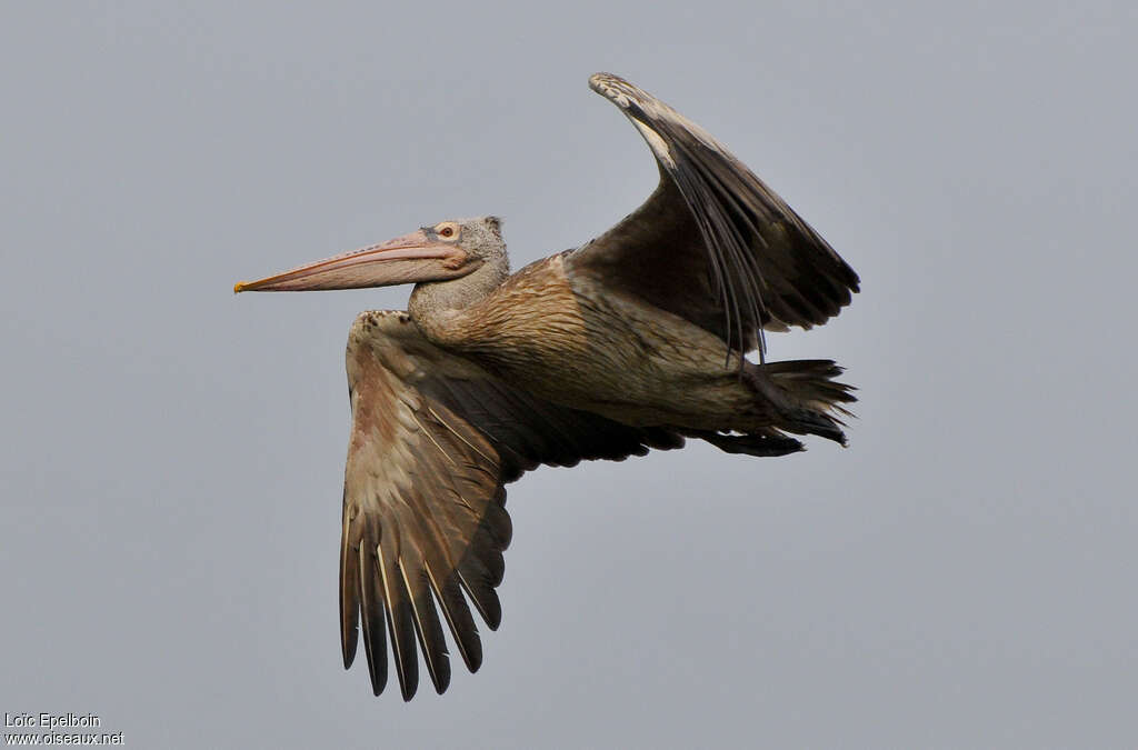 Spot-billed Pelicanadult, Flight