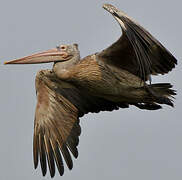 Spot-billed Pelican