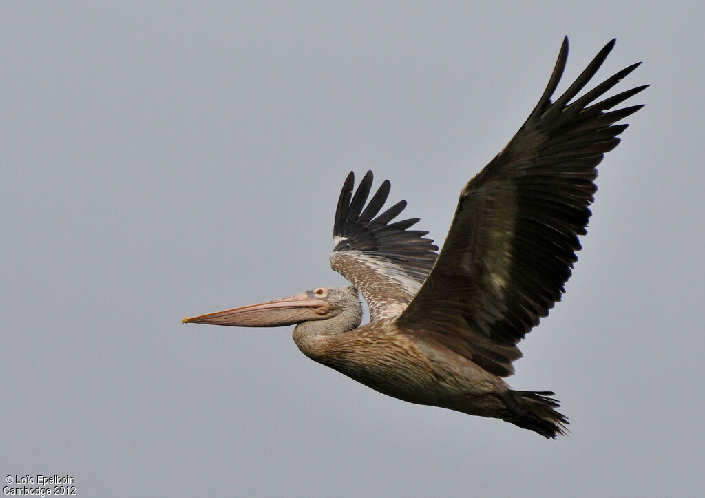 Spot-billed Pelican