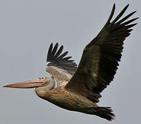 Spot-billed Pelican