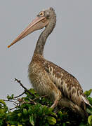 Spot-billed Pelican