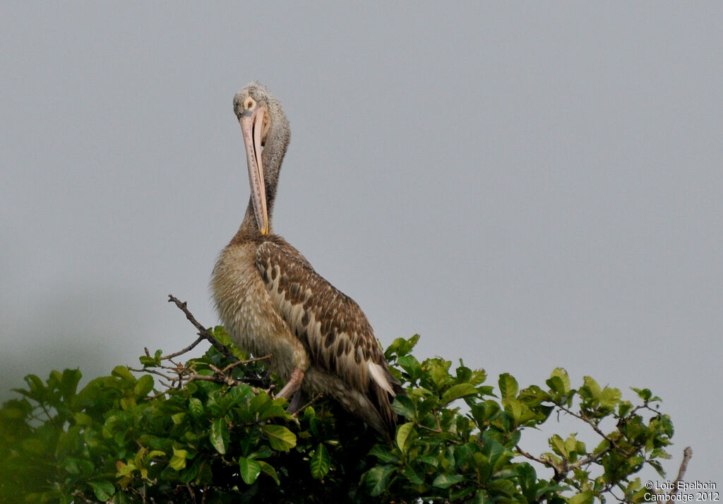 Spot-billed Pelican