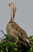 Spot-billed Pelican