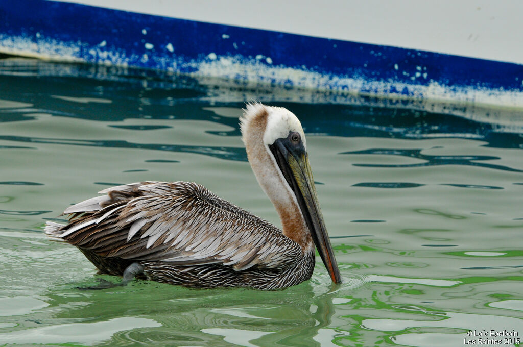 Brown Pelican