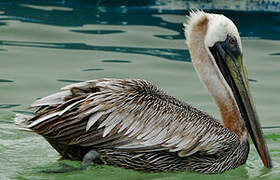 Brown Pelican