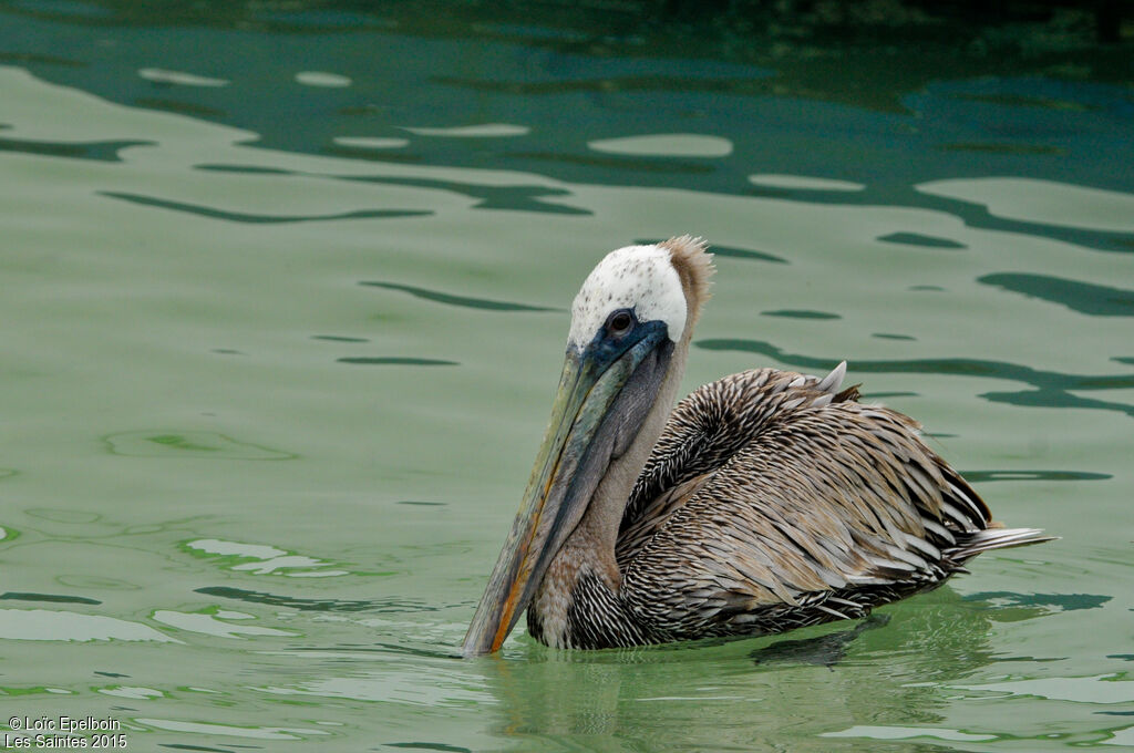 Brown Pelican