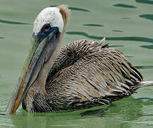 Brown Pelican