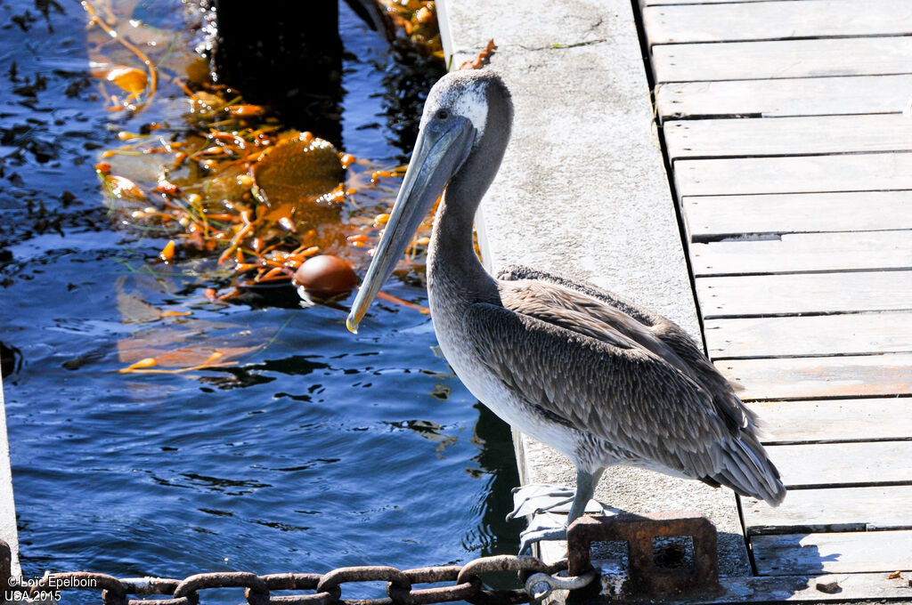 Brown Pelican