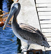 Brown Pelican