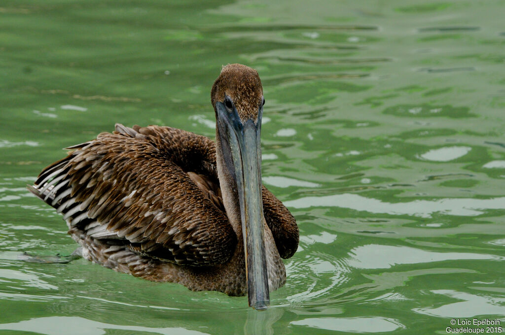 Brown Pelican