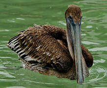 Brown Pelican