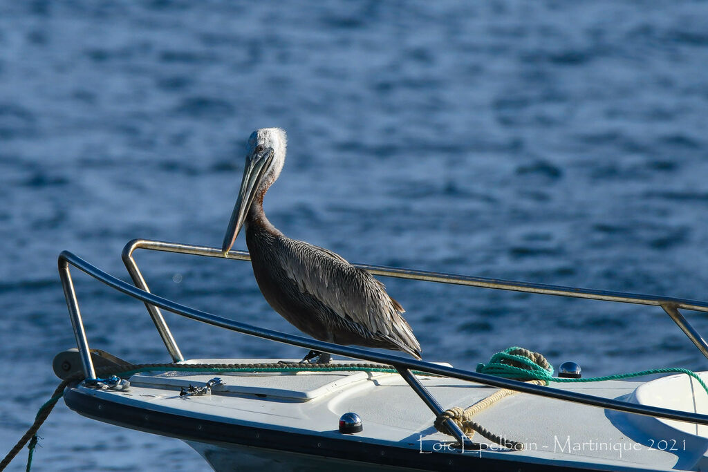 Brown Pelican