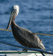 Brown Pelican