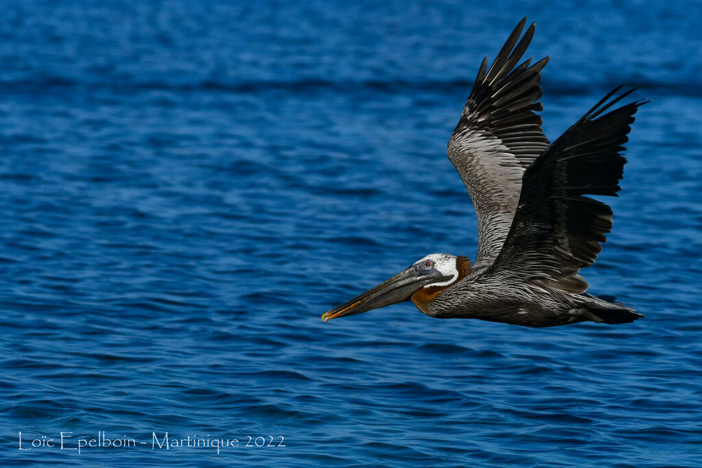 Brown Pelican