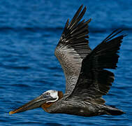 Brown Pelican