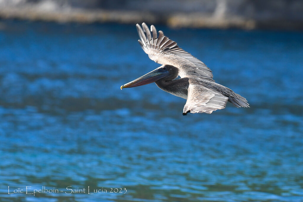 Brown Pelican