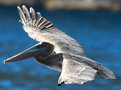 Brown Pelican