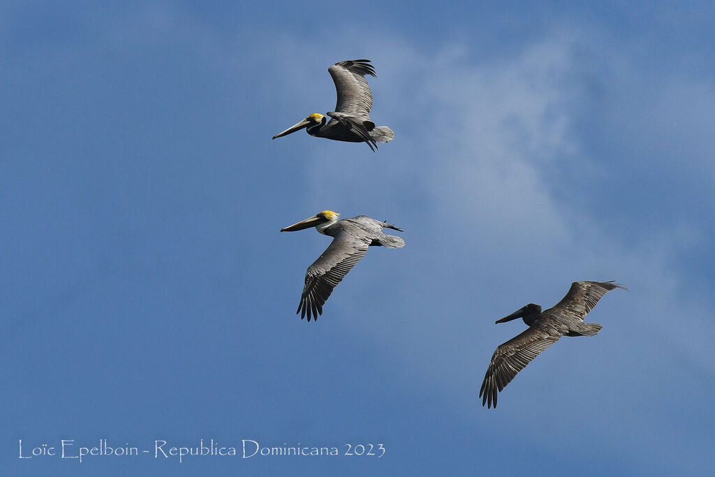 Brown Pelican