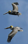 Brown Pelican