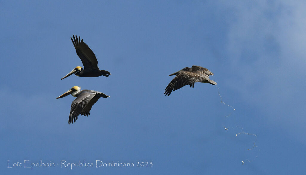 Brown Pelican