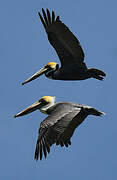 Brown Pelican