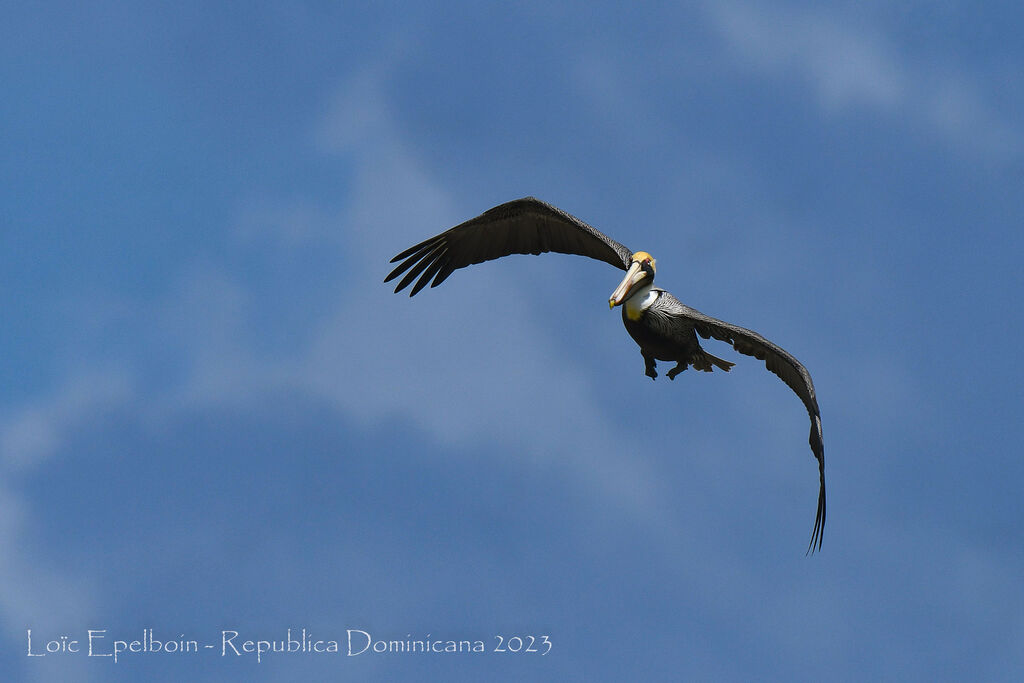 Brown Pelican