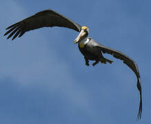 Brown Pelican