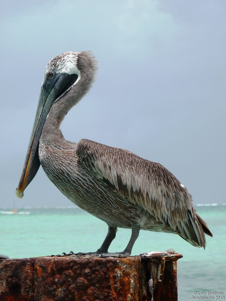 Brown Pelican