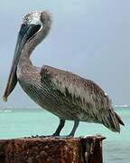 Brown Pelican