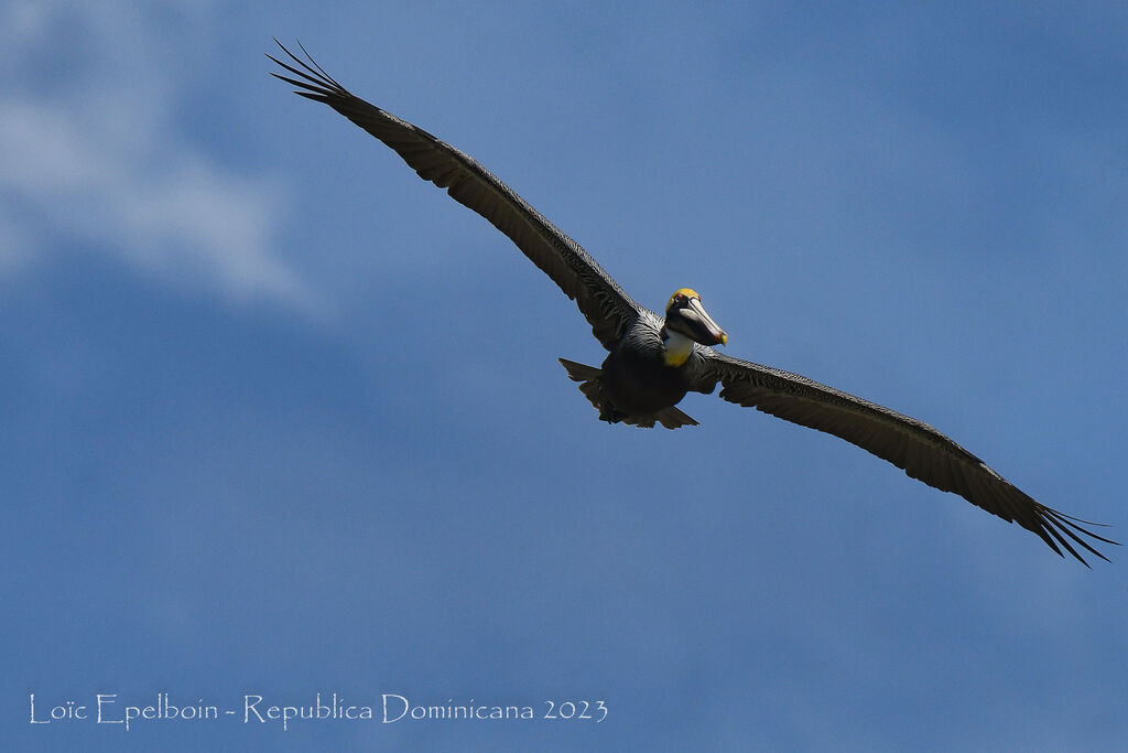 Brown Pelican