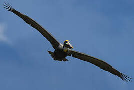 Brown Pelican