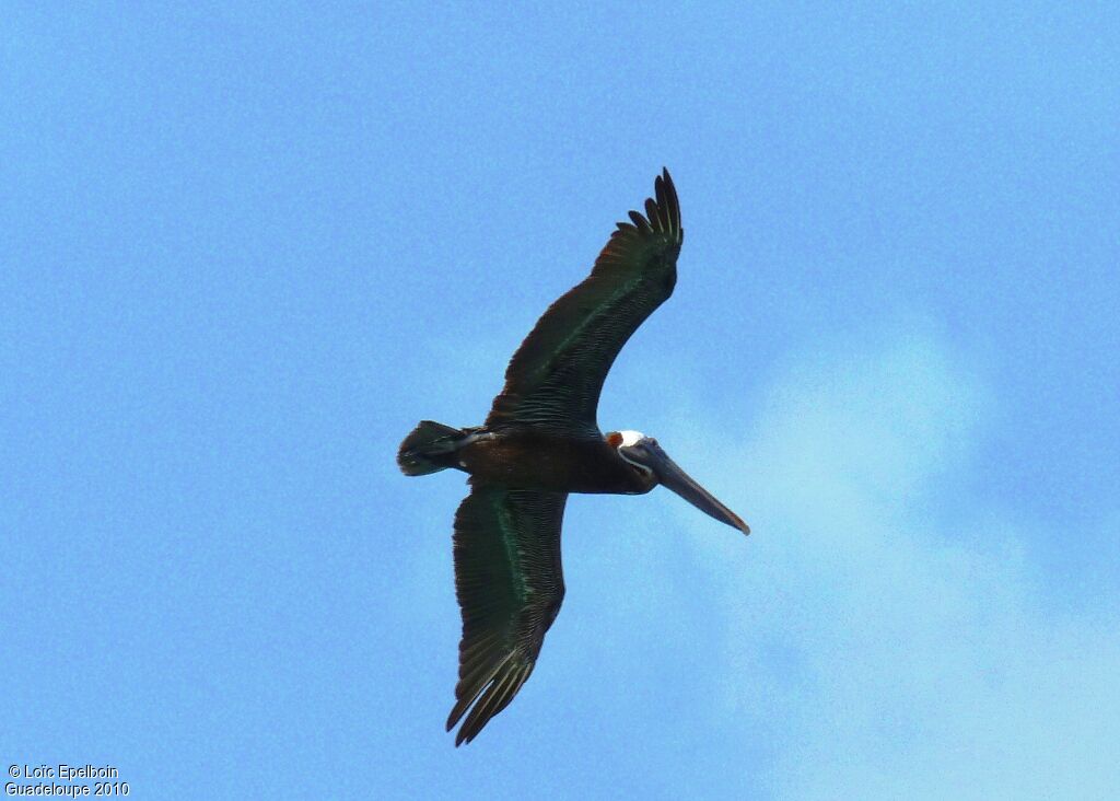 Brown Pelican